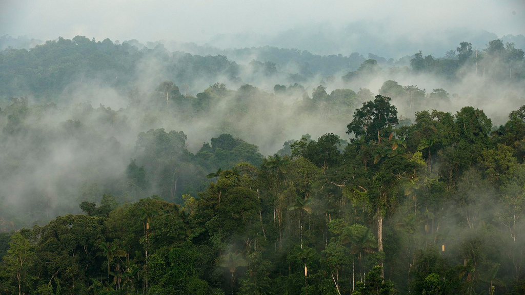 Investiere in Klimawälder