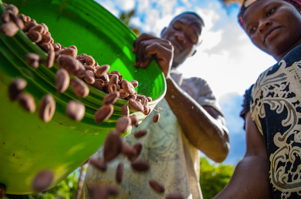 Mindesteinkommen für Kakaobauern