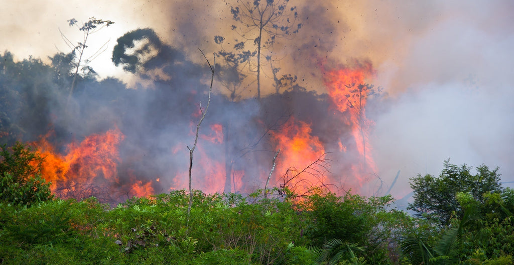 Stoppt die Brände im Amazonas - Indem du auf den richtigen Kakao setzt.