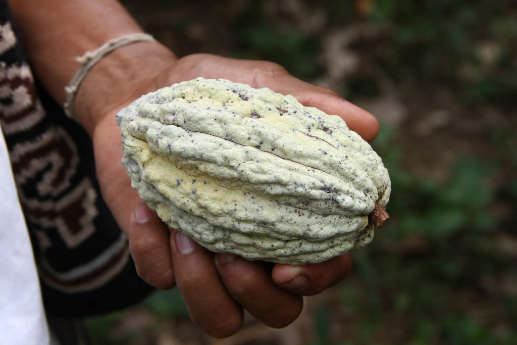 Businchari, ein Neubeginn für einen alten Kakao